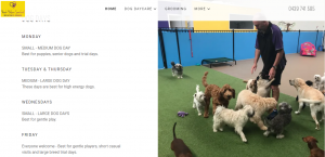 pooch palace doggy daycare in adelaide