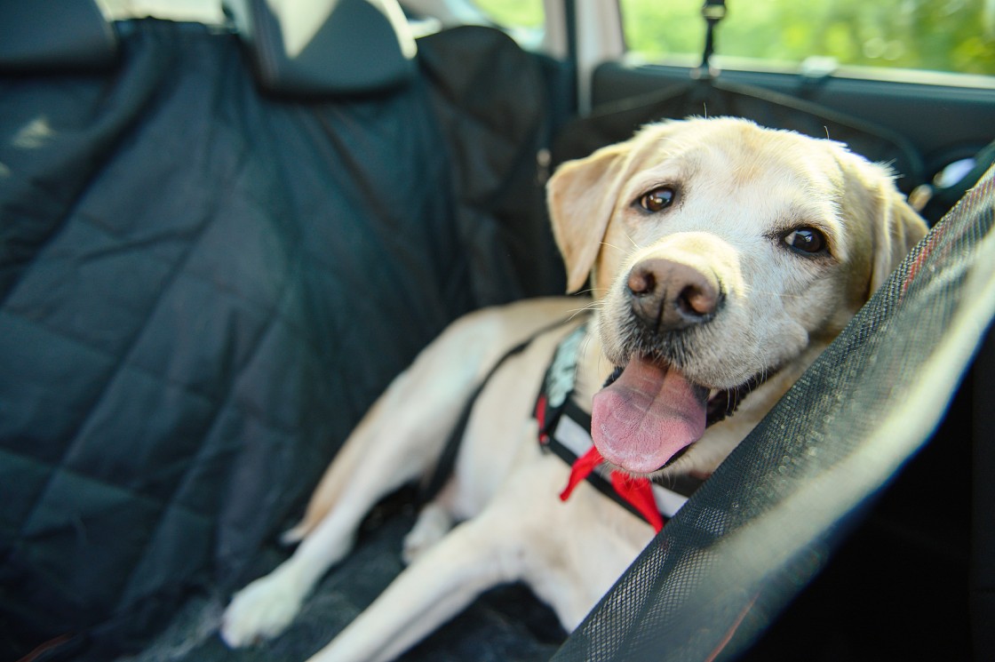 3 Best Dog Transport Services In Australia